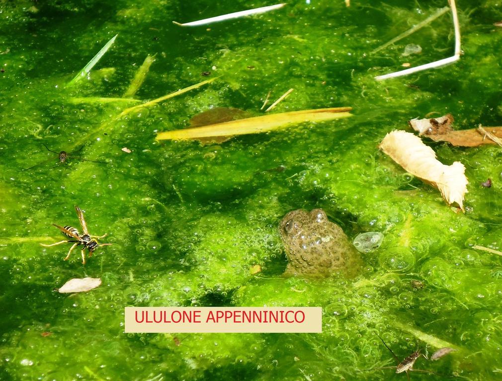 Agriturismo I Monti Di Salecchio パラッツオーロ・スル・セーニオ エクステリア 写真